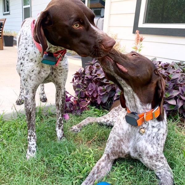 /images/uploads/southeast german shorthaired pointer rescue/segspcalendarcontest2021/entries/21734thumb.jpg